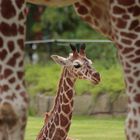 Giraffennachwuchs im Allwetterzoo