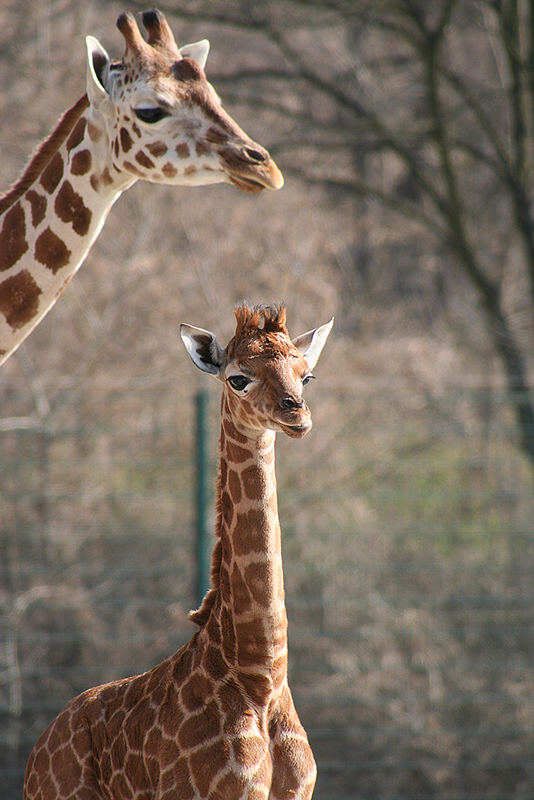 Giraffennachwuchs in Begleitung