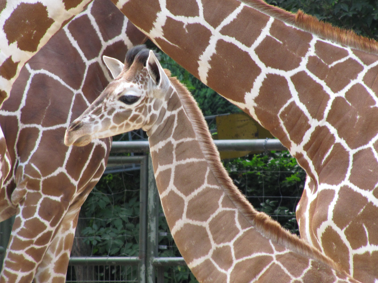 Giraffennachwuchs- Kölner Zoo