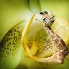Giraffenorchidee