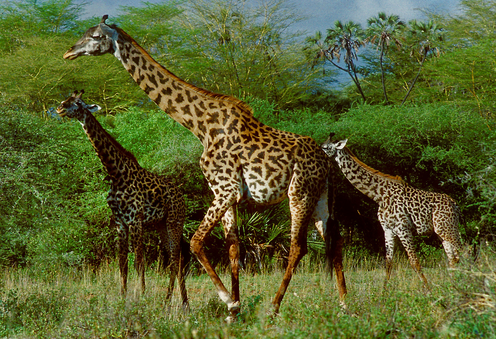 Giraffenparade im Tsavo-West