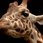 Giraffenportrait