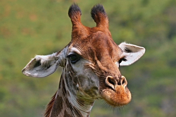 Giraffenportrait