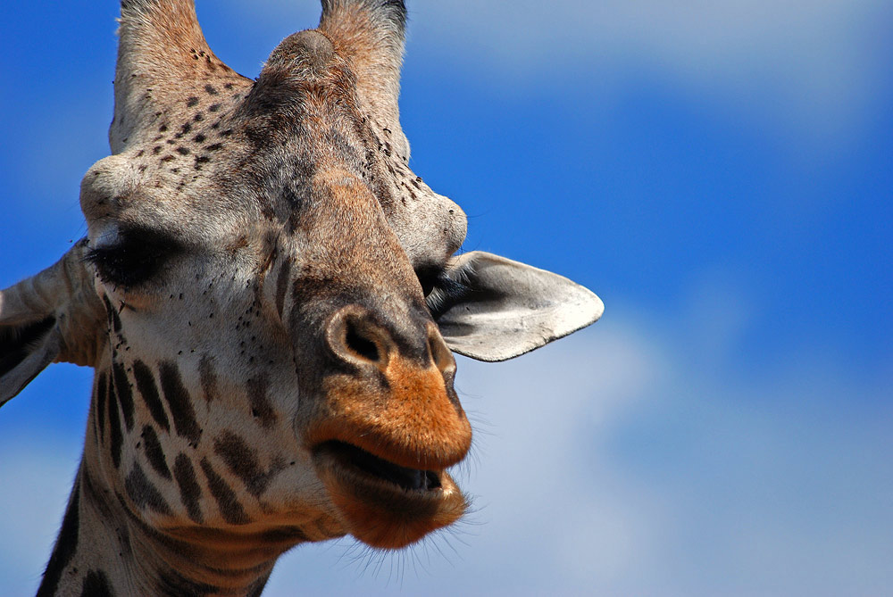 Giraffenportrait....