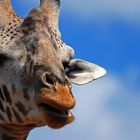 Giraffenportrait....