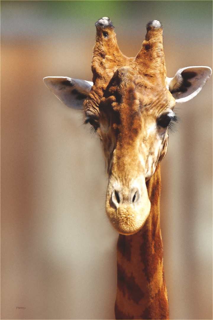 Giraffenportrait