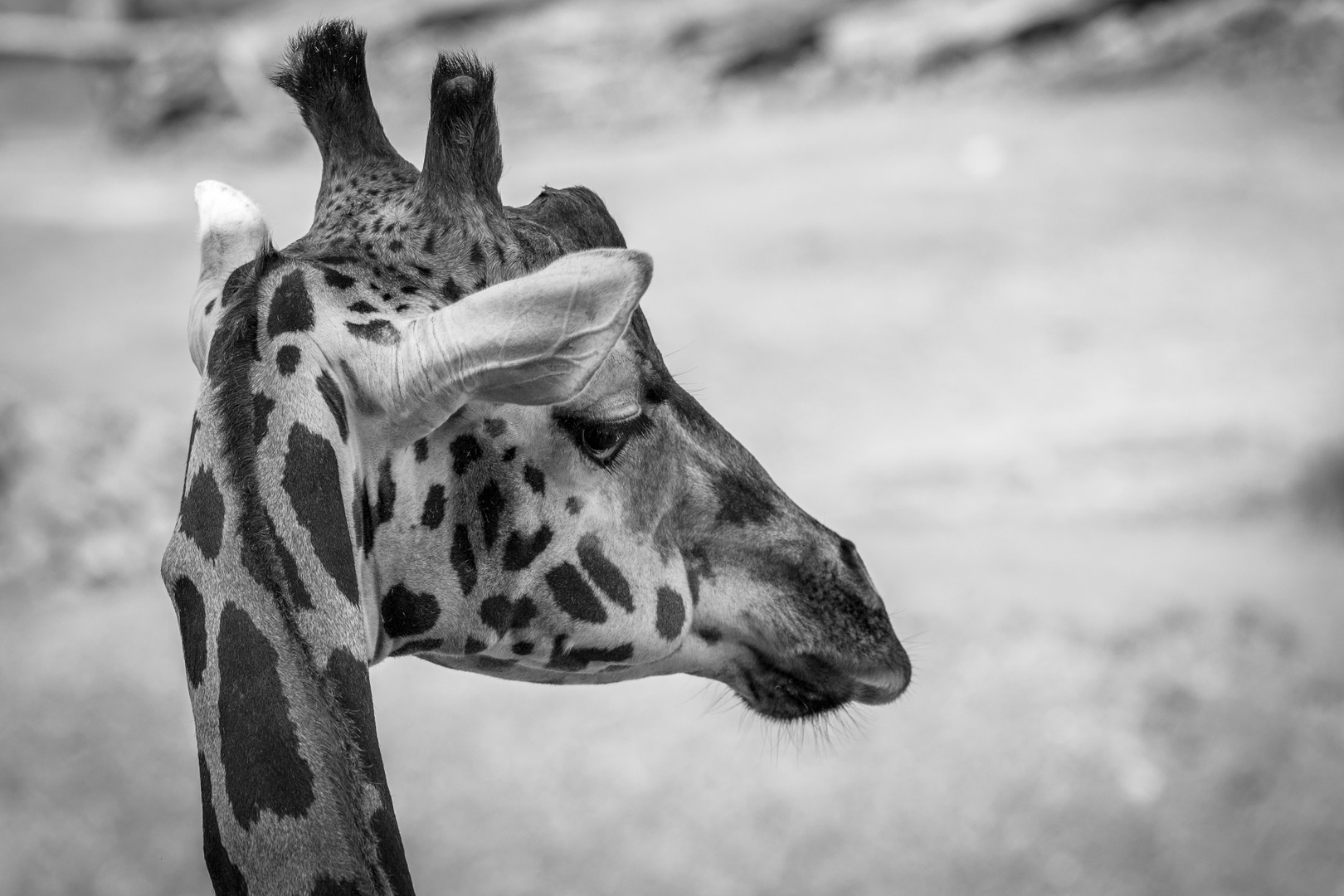 Giraffenportrait