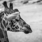 Giraffenportrait