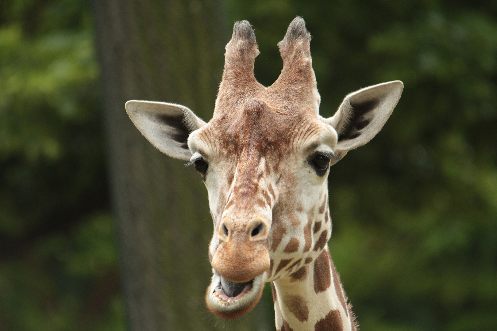 Giraffenportrait