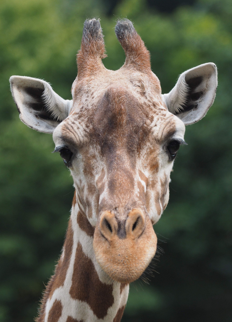 Giraffenportrait