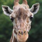 Giraffenportrait