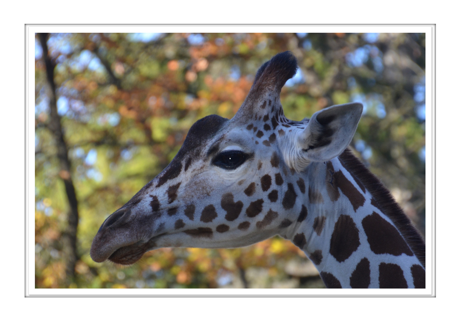 Giraffenportrait