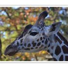 Giraffenportrait