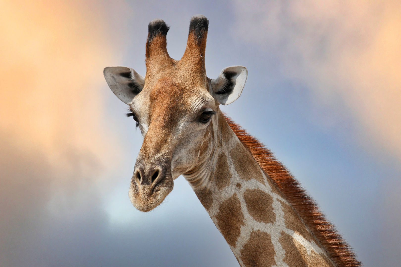 Giraffenportrait