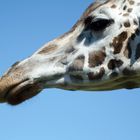 Giraffenportrait