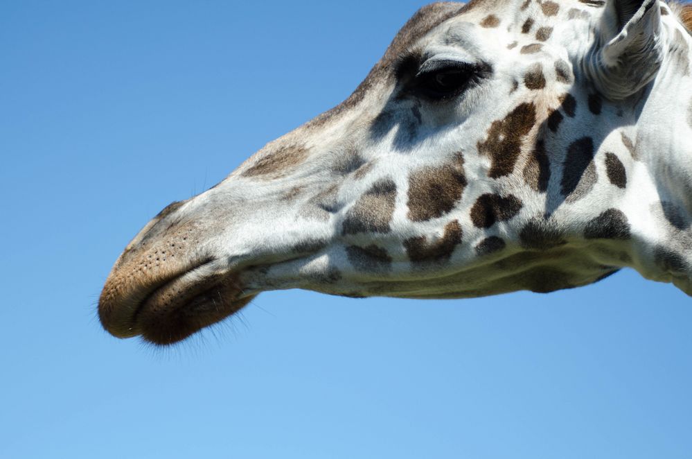 Giraffenportrait