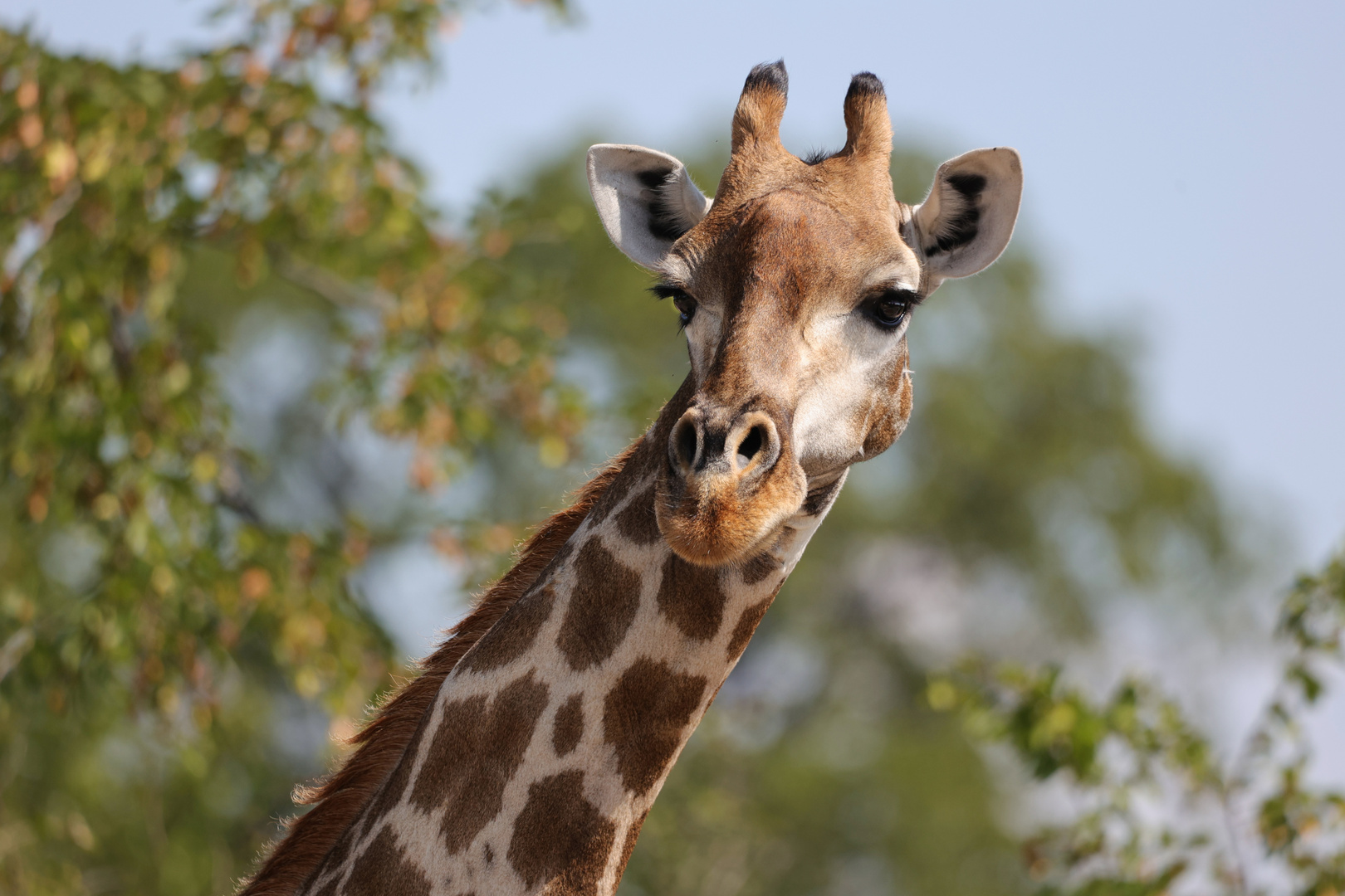 Giraffenportrait