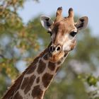 Giraffenportrait