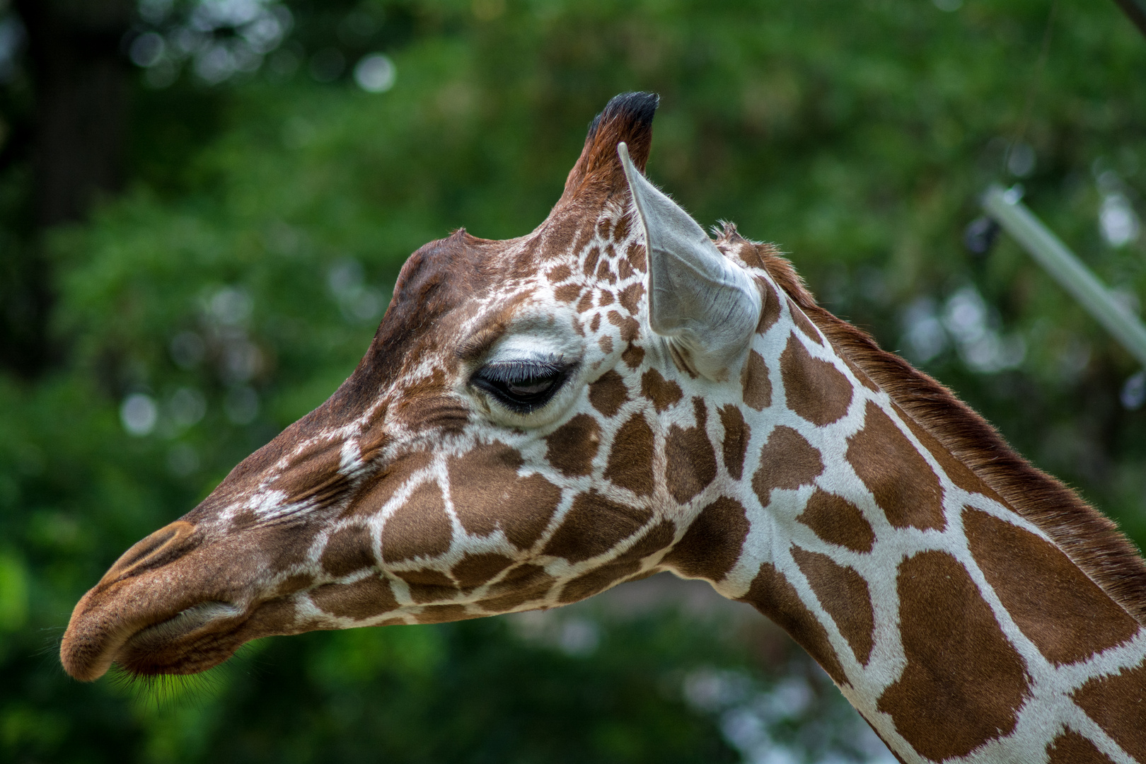 Giraffenportrait