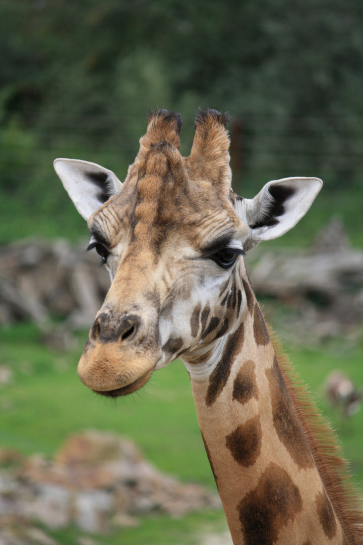 Giraffenportrait