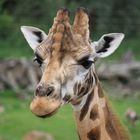 Giraffenportrait