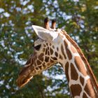 Giraffenportrait