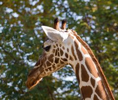 Giraffenportrait