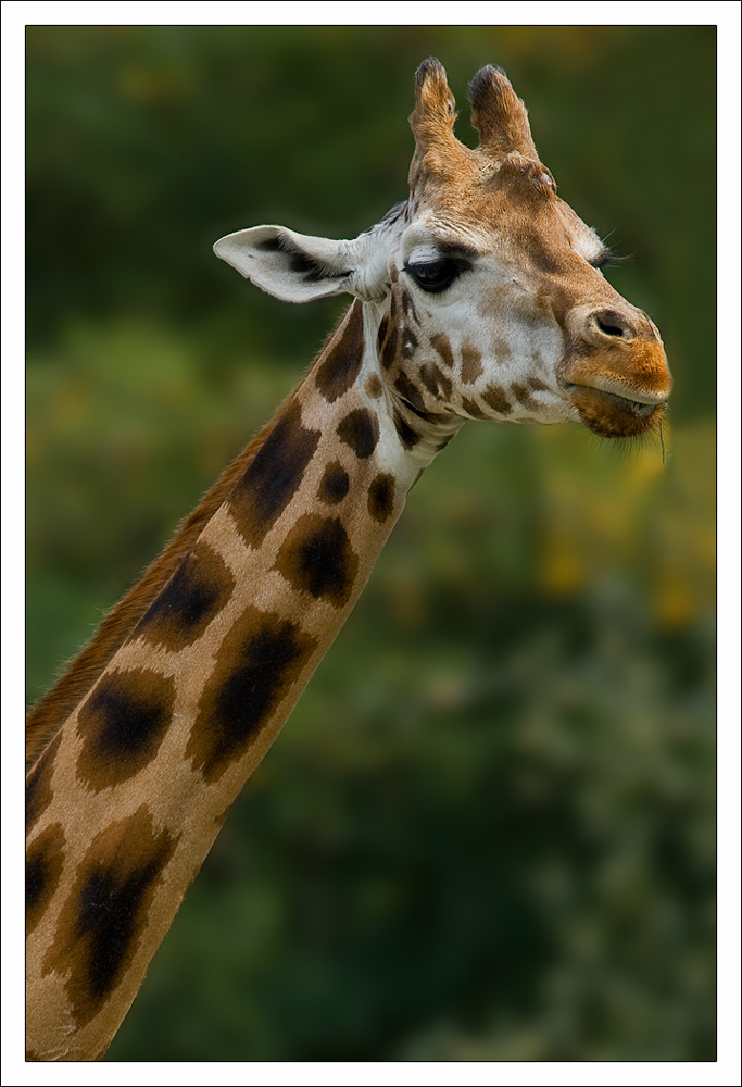 Giraffenportrait