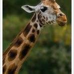 Giraffenportrait