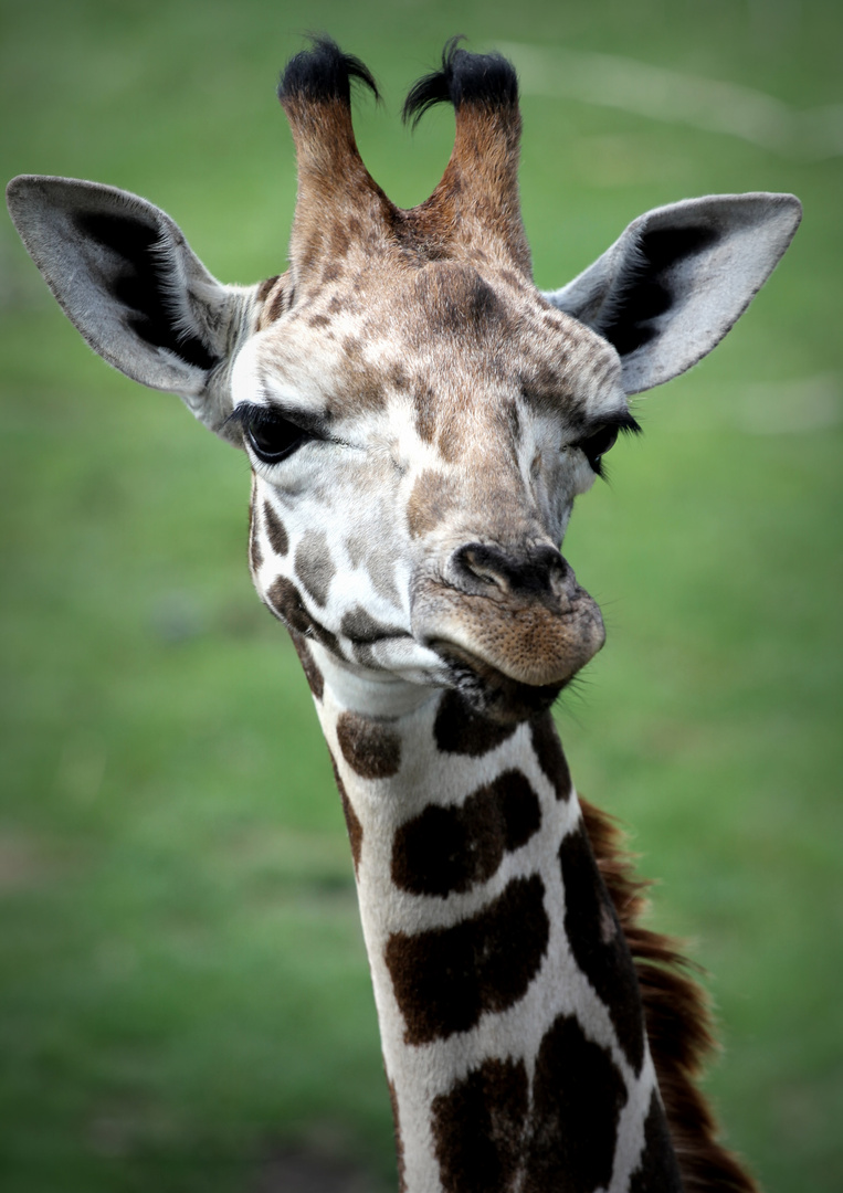 Giraffenportrait