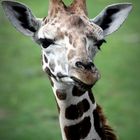 Giraffenportrait