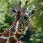 Giraffenportrait