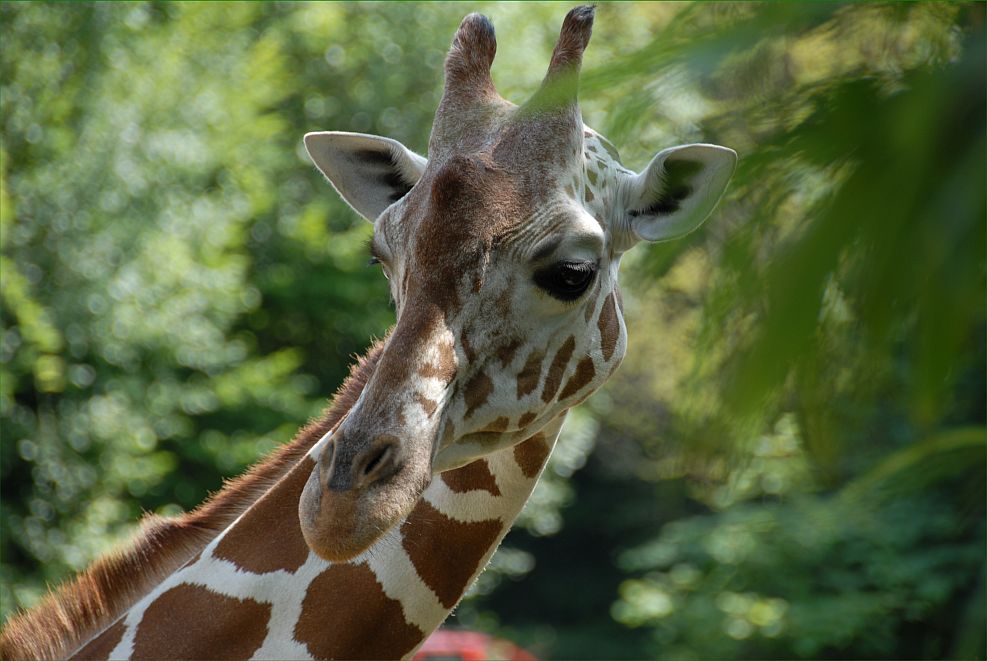 Giraffenportrait