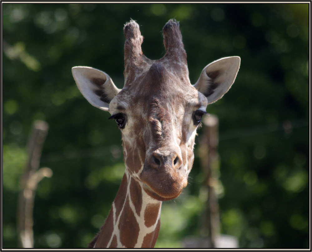 giraffenportrait