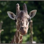 giraffenportrait