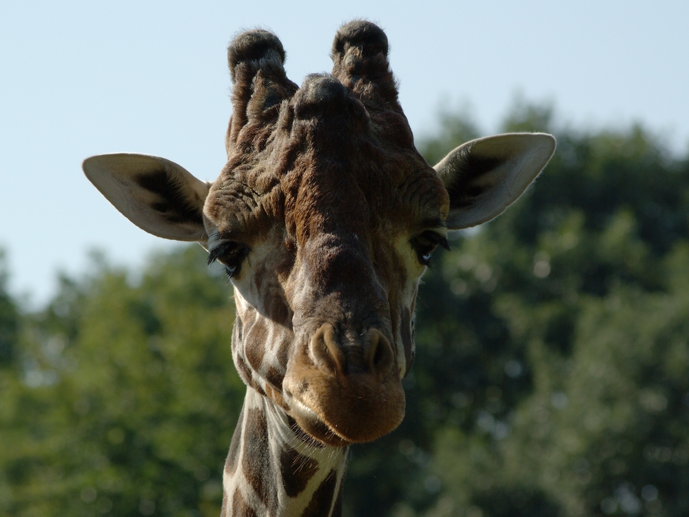 Giraffenportrait