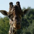 Giraffenportrait