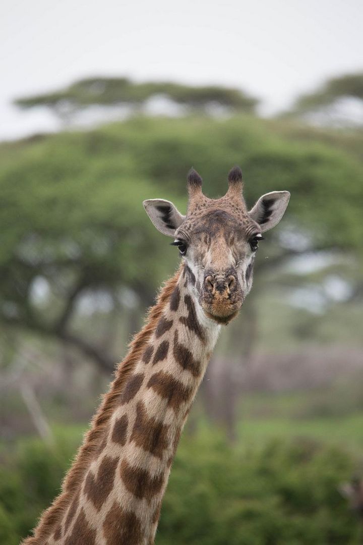 Giraffenportrait