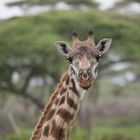 Giraffenportrait