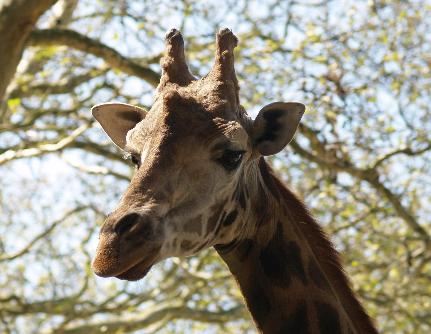 Giraffenportrait