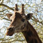 Giraffenportrait