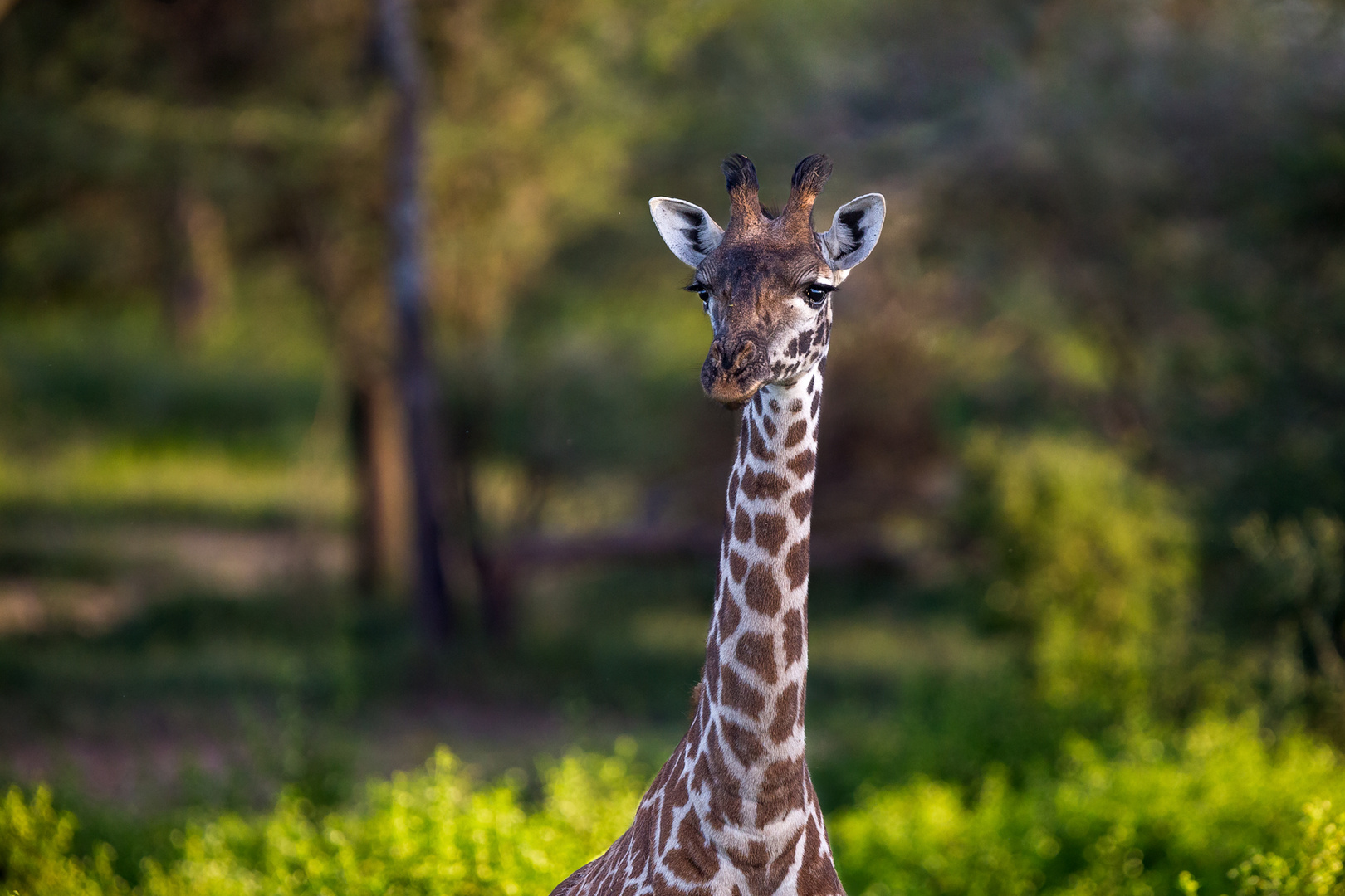 Giraffenportrait