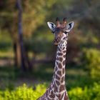 Giraffenportrait