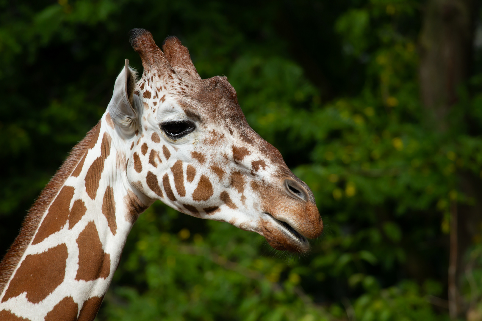 Giraffenportrait