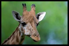 Giraffenportrait