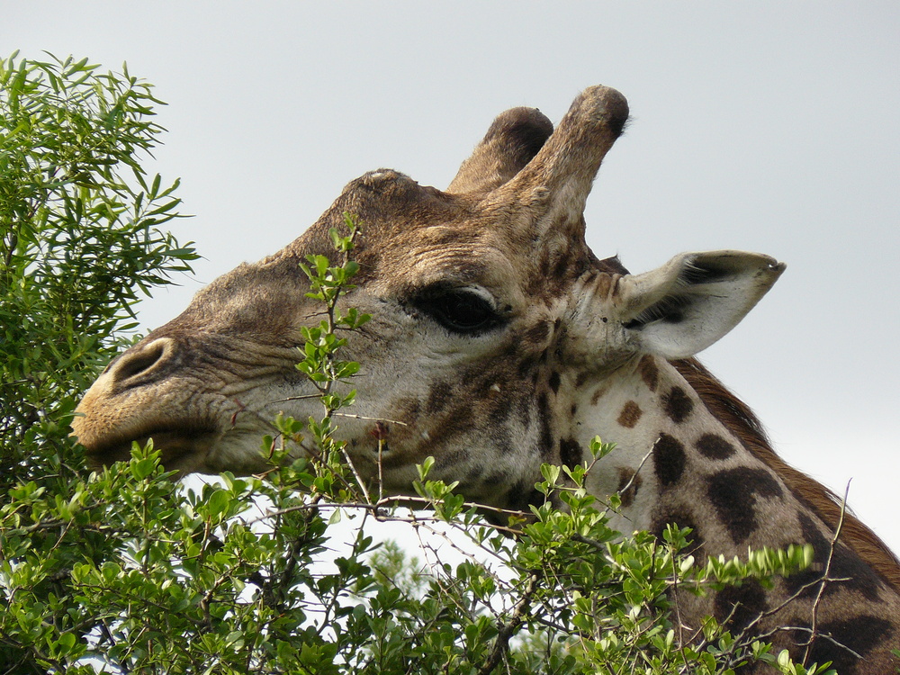 Giraffenportrait