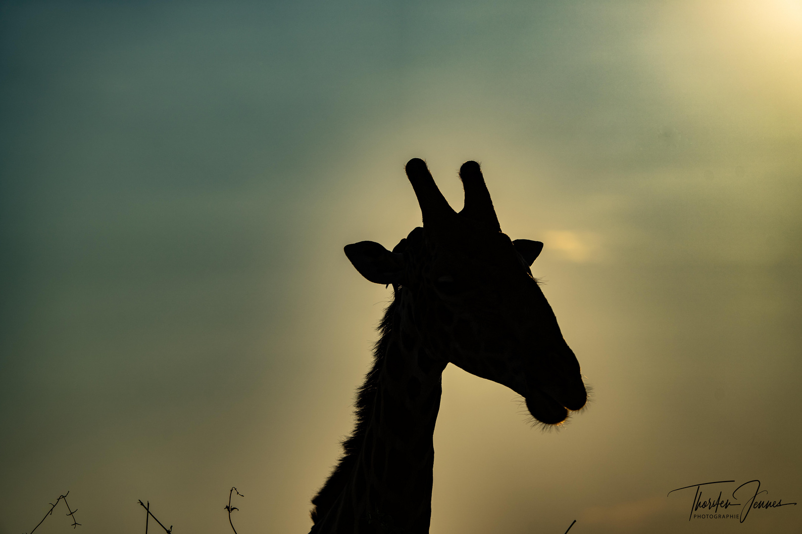 Giraffenportrait Kopie