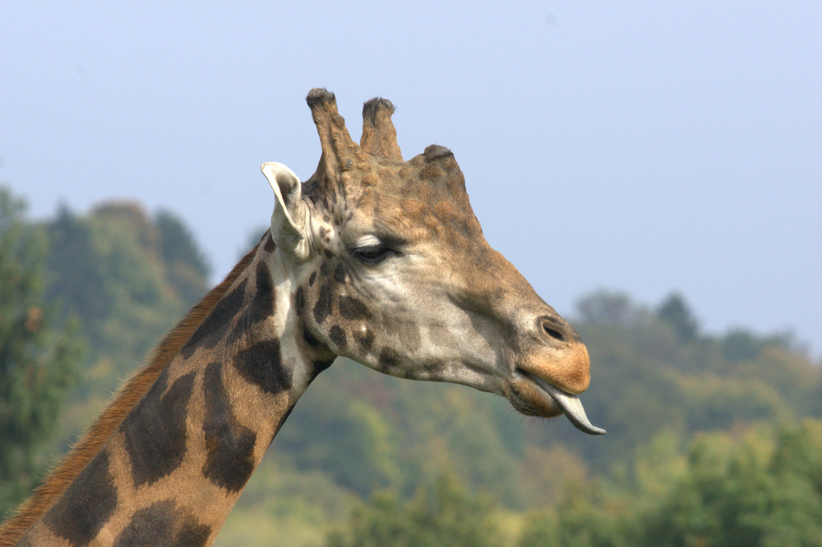 Giraffenportrait mal etwas anders