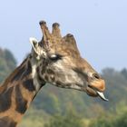 Giraffenportrait mal etwas anders