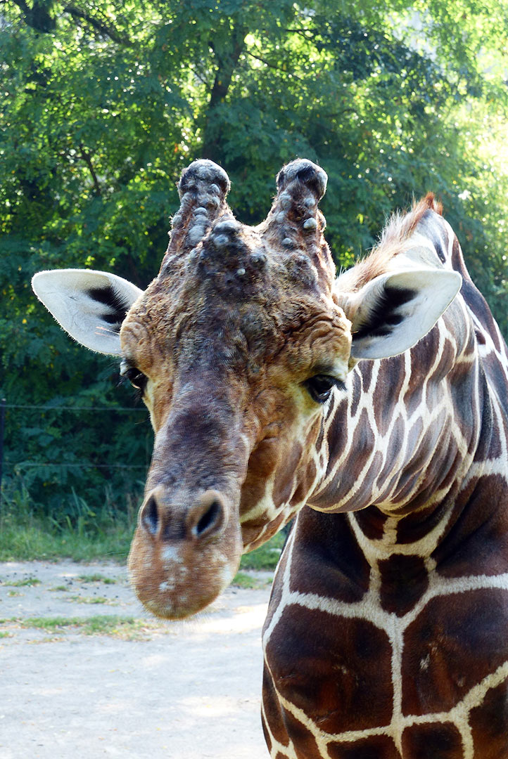 Giraffenportrait - Zoo Duisburg